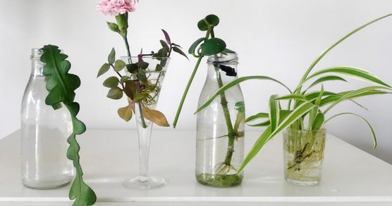 Plants in jars against a white background