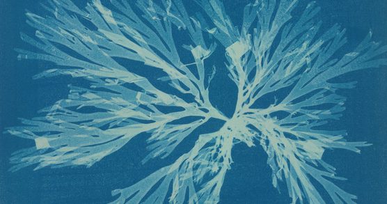 Cyanotype of algae