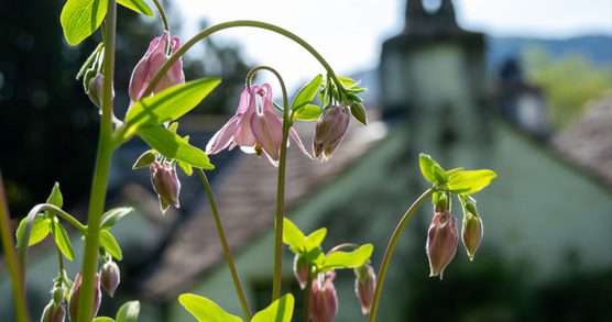 image shows flowers in sunlight