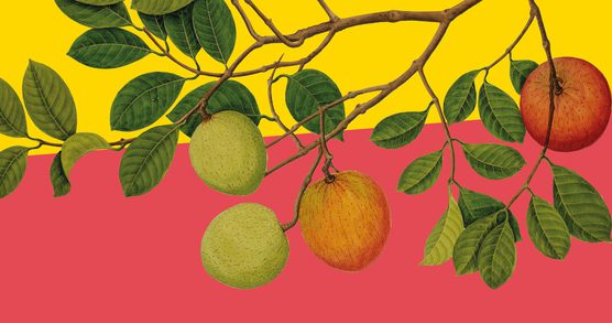 Food Season branding featuring an image of apples