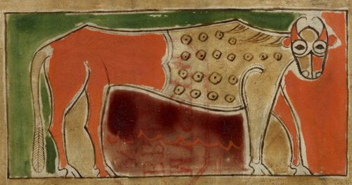 Illustration of an ox