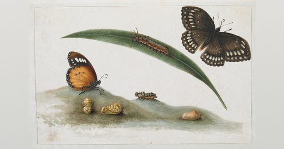 Illustration of the life-cycle of a butterfly