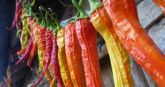 Photograph of colourful peppers
