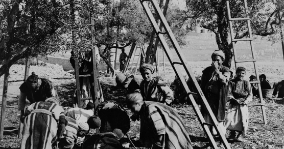 Black and white photograph of a group of Palestinians picking olives taken between 1880 and 1922.