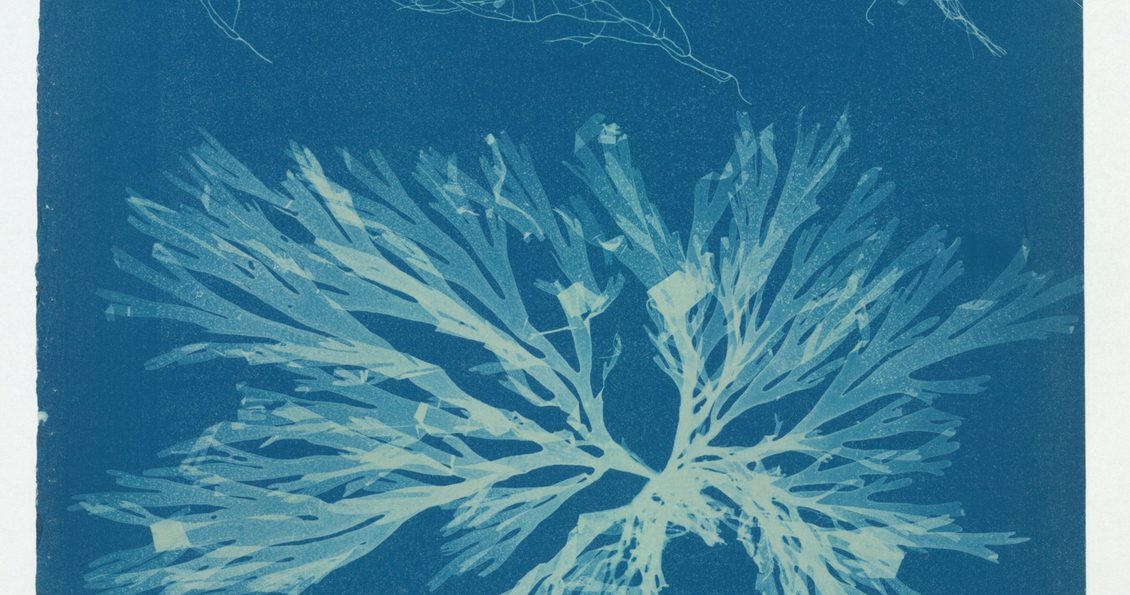 Blue and white cyanotype impressions of algae
