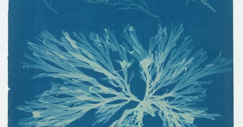 Blue and white cyanotype impressions of algae
